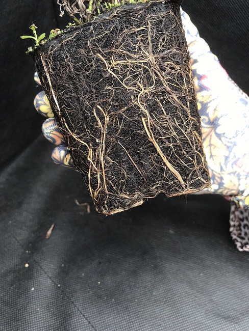 Тысячелистник обыкновенный Церайс Квин 1 шт Р9